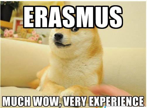 erasmus meme much wow very experience